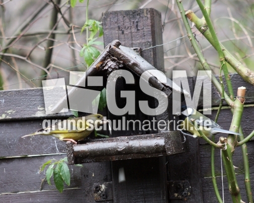 D-Grünfink-Kohlmeise.jpg